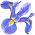 French iris pallida